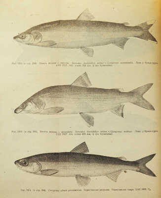 Берг Л.С. Рыбы пресных вод СССР и сопредельных стран / Наркомснаб СССР. Ч. 1-2. 3-е изд., испр. и доп. Л., 1932-1933.